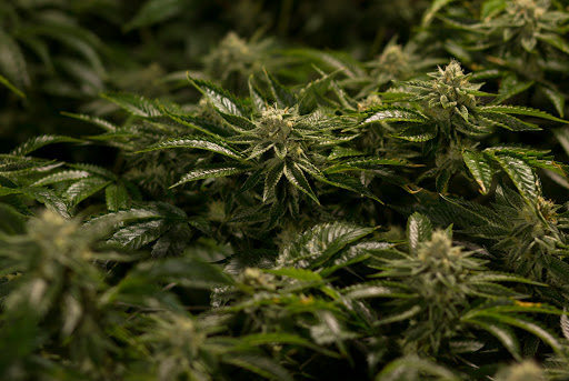 Homeopathic Pharmacy «Kind Pain Management Inc.», reviews and photos, 2636 Youngfield St, Lakewood, CO 80215, USA