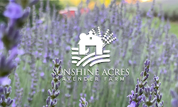 Sunshine Acres Lavender Farm