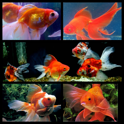 Tropical Fish Store «Caribbean Pets», reviews and photos, 298 Central Ave, Jersey City, NJ 07307, USA