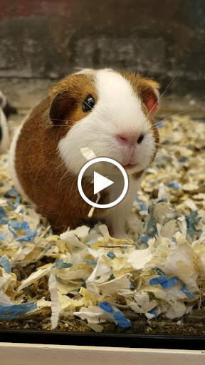 Pet Supply Store «PetSmart», reviews and photos, 79375 CA-111, La Quinta, CA 92253, USA