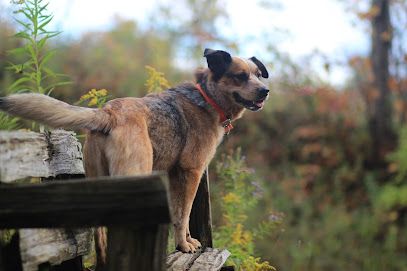 Evolving Dog : Canine Behaviour - Dog Trainer