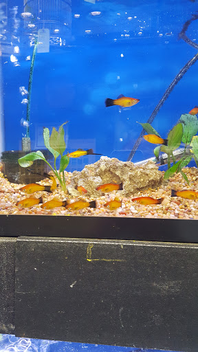 Pet Supply Store «Petland Discounts - Greenpoint», reviews and photos, 846 Manhattan Ave, Brooklyn, NY 11222, USA