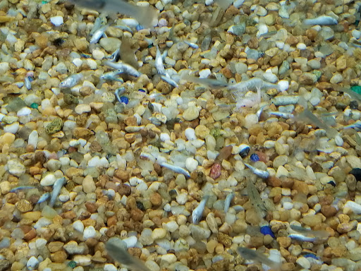 Pet Supply Store «Pet Supermarket», reviews and photos, 800 Sebring Square.., Sebring, FL 33870, USA