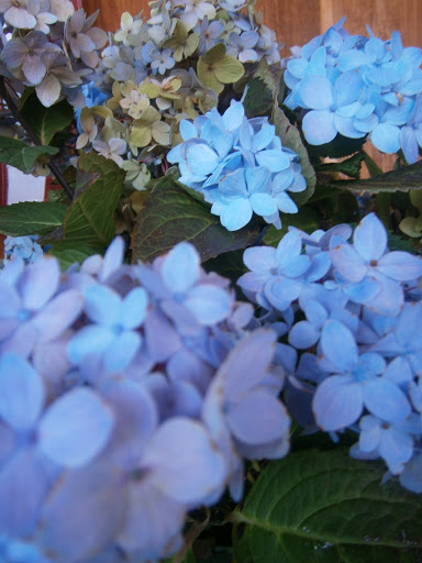 Pet Supply Store «CountryMax - Brockport», reviews and photos, 4875 Lake Rd N, Brockport, NY 14420, USA