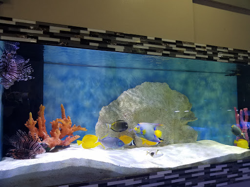 Aquarium «Nemos Aquarium», reviews and photos, 4051 Stone Mountain Hwy, Snellville, GA 30039, USA