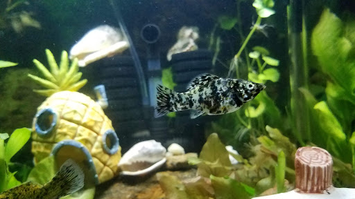 Pet Supply Store «Pet Supplies Plus», reviews and photos, 74-17 Grand Ave, Maspeth, NY 11378, USA