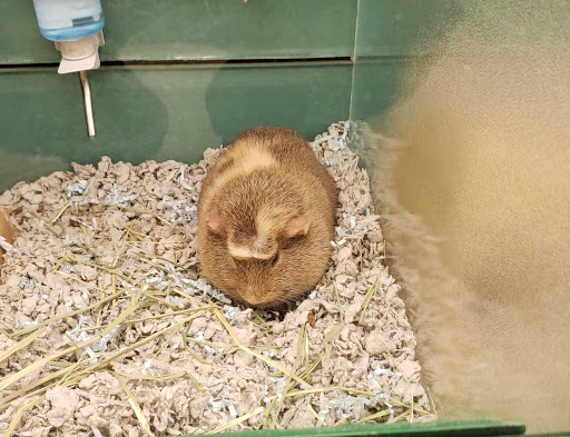 Pet Supply Store «Pet Supplies Plus», reviews and photos, 11972 Saginaw St, Mt Morris, MI 48458, USA