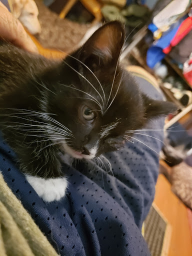 Pet Supply Store «Petco Animal Supplies», reviews and photos, 1415 E Warner Rd, Gilbert, AZ 85296, USA