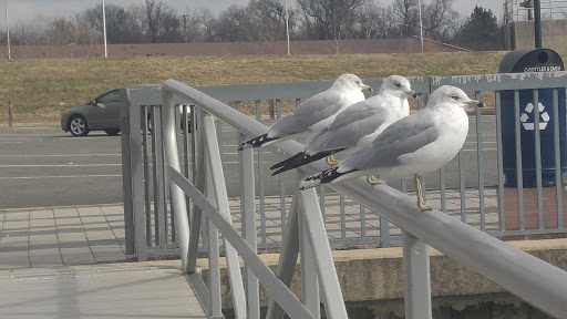 Boat Ramp «Bladensburg Waterfront Park», reviews and photos, 4601 Annapolis Rd, Bladensburg, MD 20710, USA