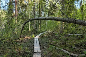 Sippulanniemen nature trail image