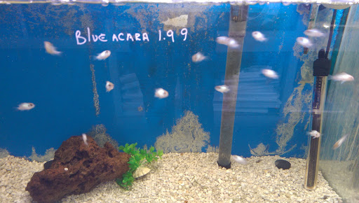 Tropical Fish Store «Fishland», reviews and photos, 13155 Westheimer Rd #114, Houston, TX 77077, USA