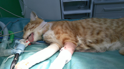 Centro Veterinario Pintos en Melilla