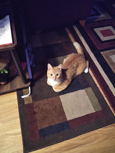 Pharmacy «Publix Pharmacy at Hallandale Place Shopping Center», reviews and photos, 1400 E Hallandale Beach Blvd, Hallandale Beach, FL 33009, USA