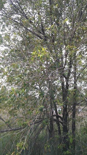 Gateway Lakes Natural Area - photo 53