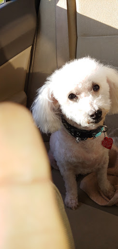 Pet Store «Oak Clips Pet Boutique & Grooming», reviews and photos, 502 N Edgefield Ave, Dallas, TX 75208, USA