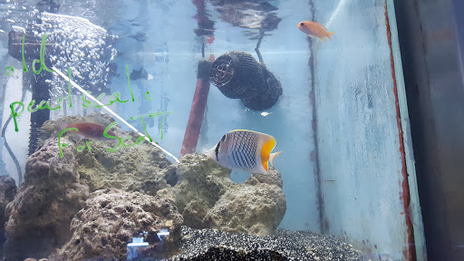 Pet Store «Fish Aquariums & Stuff», reviews and photos, 6112 W Fairview Ave, Boise, ID 83704, USA