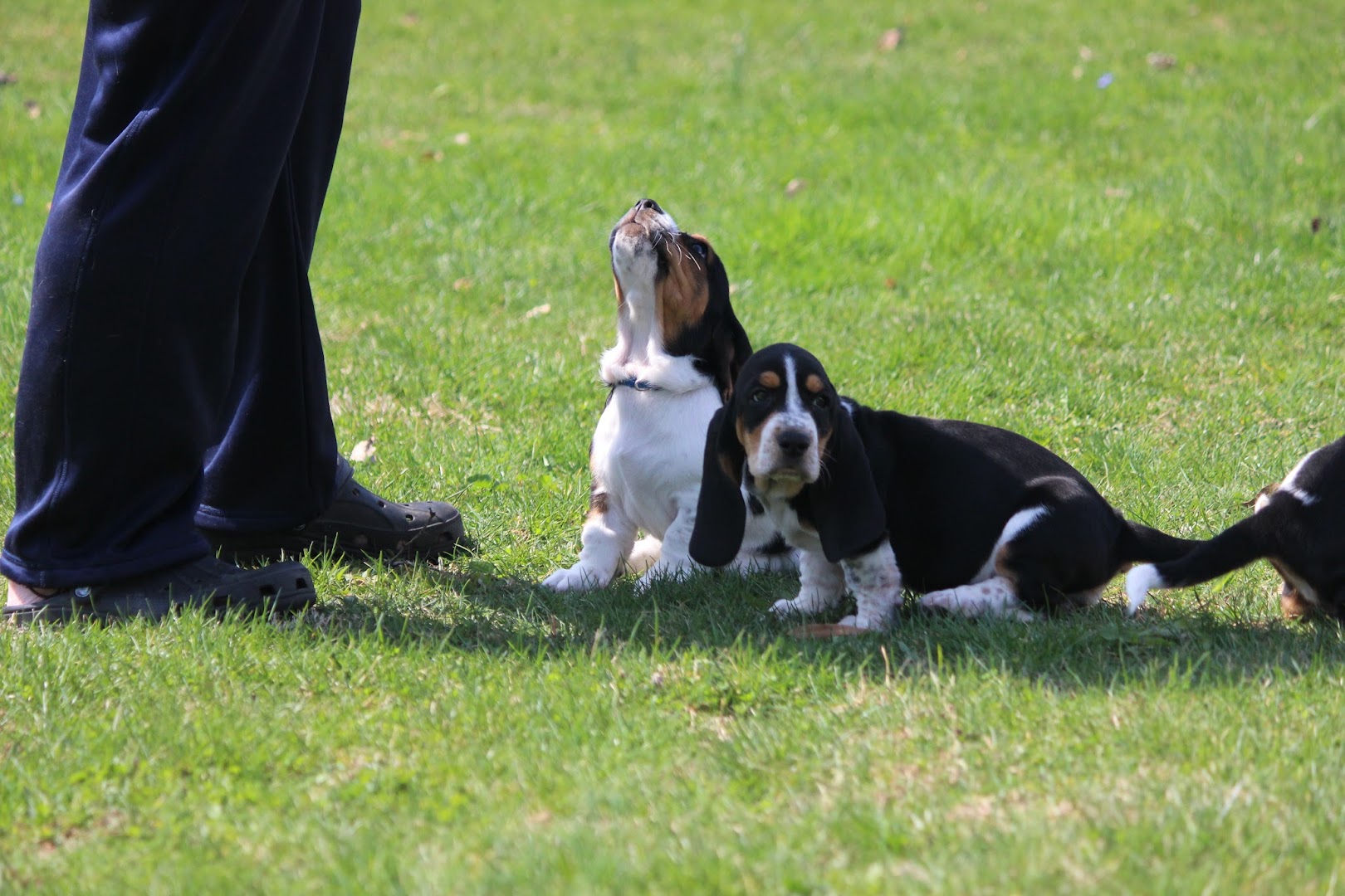 Dream Dog Adventures in Training