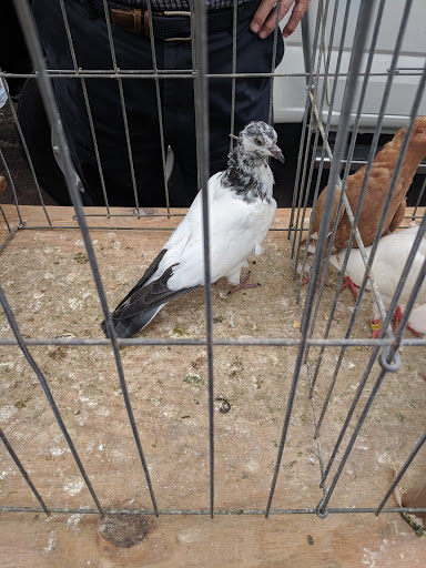 Pest Control Service «Moyer Indoor | Outdoor», reviews and photos, 113 E Reliance Rd, Souderton, PA 18964, USA