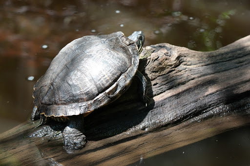 Zoo «Mill Mountain Zoo», reviews and photos, Mill Mountain Spur, Roanoke, VA 24014, USA