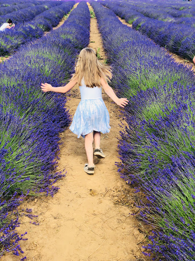 Farm «Oregon Lavender Farm», reviews and photos, 20949 S Harris Rd, Oregon City, OR 97045, USA