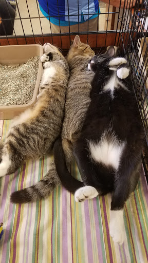 Pet Supply Store «PetSmart», reviews and photos, 5226 S College Rd, Wilmington, NC 28412, USA