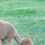 Photo n°18 de l'avis de Prince.a fait le 14/07/2022 à 06:15 sur le  Agritur El Mas à Moena