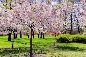 Sakura garden image