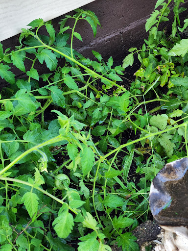 Market «South Main St Fruit Market», reviews and photos, 5012 Main St, Anderson, IN 46013, USA