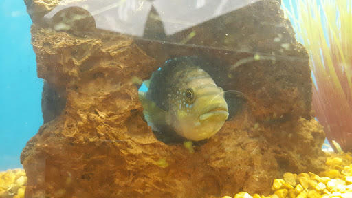 Pet Supply Store «Petco Animal Supplies», reviews and photos, 1201 E Washington Ave, Union Gap, WA 98903, USA