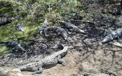 Croc Viewing Area image