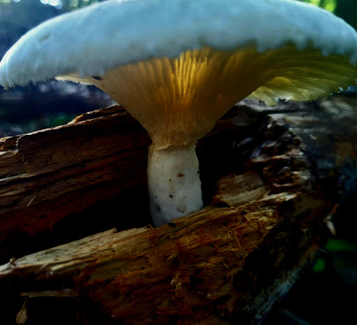 Nature Preserve «Shannondale Springs Wildlife Management Area», reviews and photos, Co Rte 9/5, Harpers Ferry, WV 25425, USA