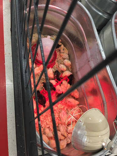 Home Improvement Store «Tractor Supply Co.», reviews and photos, 1212 N Queen St, Martinsburg, WV 25404, USA