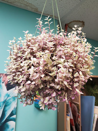 Florist «Sieck-Wright Floral Products», reviews and photos, 231 Monmouth St, Hightstown, NJ 08520, USA