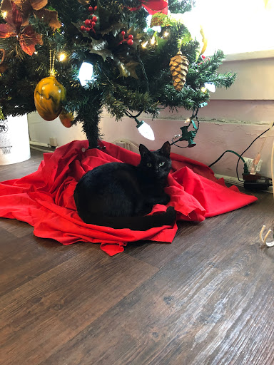 Florist «The Daisy Fair Flowers», reviews and photos, 1400 4th Ave, Conway, SC 29526, USA