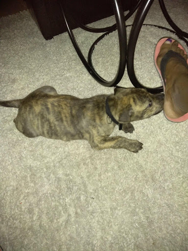 Pet Supply Store «Big Tex Feed & Pet Supply», reviews and photos, 7102 Cullen Blvd, Houston, TX 77021, USA