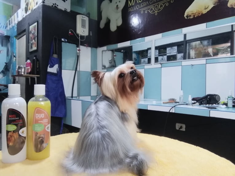Master Dog Kennel - Peluquería canina & Pet shop
