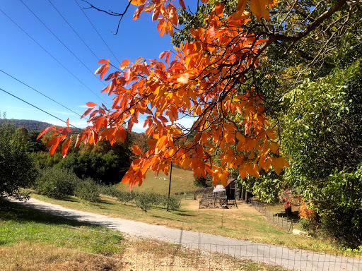 Orchard «Sky Top Orchard», reviews and photos, 1193 Pinnacle Mountain Rd, Flat Rock, NC 28731, USA