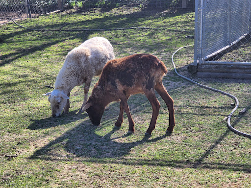 Zoo «Luray Zoo A Rescue Zoo», reviews and photos, 1087 U.S. 211, Luray, VA 22835, USA