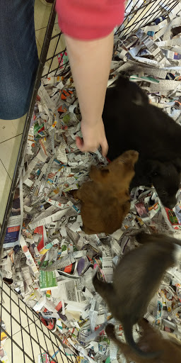 Pet Supply Store «Pet Shop», reviews and photos, 1833 S 10th St, Independence, KS 67301, USA