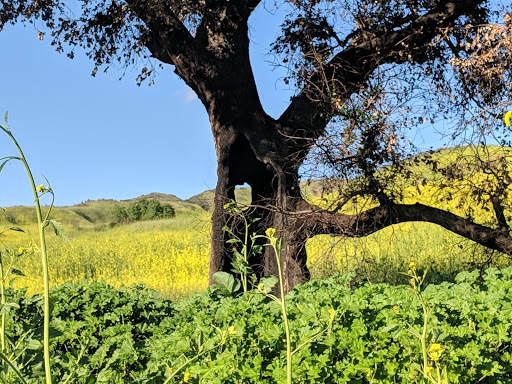 National Park «Cheseboro and Palo Comado Canyon», reviews and photos, 5792 Chesebro Rd, Agoura Hills, CA 91301, USA