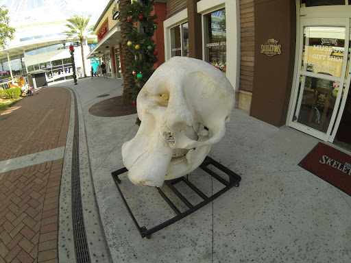 Museum «SKELETONS: Museum Of Osteology», reviews and photos, 8441 International Dr Suite 250, Orlando, FL 32819, USA