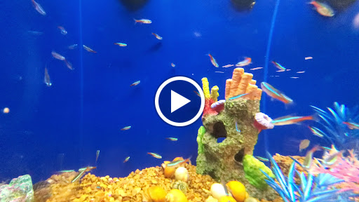 Pet Supply Store «PetSmart», reviews and photos, 15500 Panama City Beach Pkwy #340, Panama City Beach, FL 32413, USA