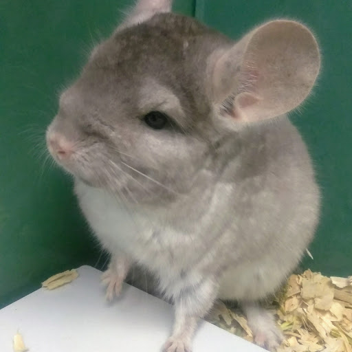 Pet Store «Lake City Pets and Supplies & Grooming», reviews and photos, 1101 US-90, Lake City, FL 32055, USA