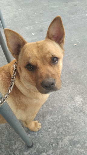 Clínica Veterinaria Ángela de La Cruz en Morón de la Frontera