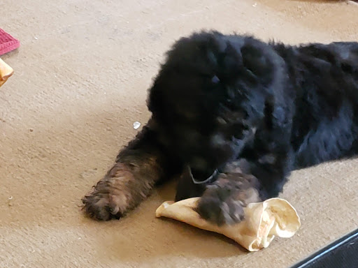 Pet Supply Store «PetSmart», reviews and photos, 916 Loganville Hwy, Bethlehem, GA 30620, USA