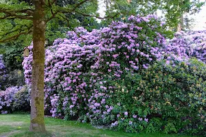 Rhododendron Park image