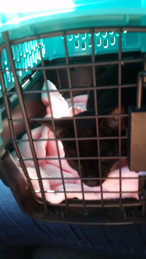 Pet Supply Store «PetSmart», reviews and photos, 2828 Campus Pkwy, Riverside, CA 92507, USA