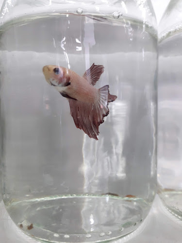 Veterinaria Julipets - Cali