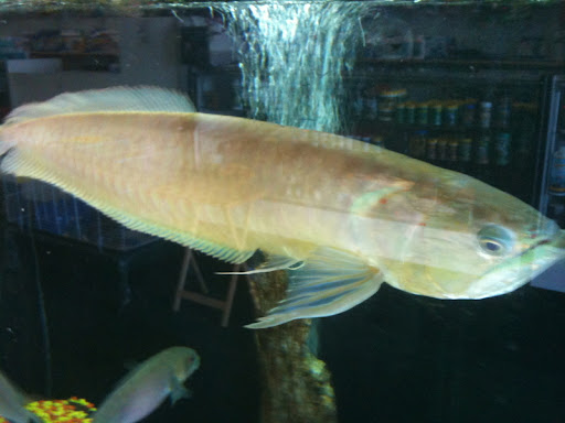 Pet Supply Store «PETNJOY - GARDENA», reviews and photos, 15515 Normandie Ave, Gardena, CA 90247, USA