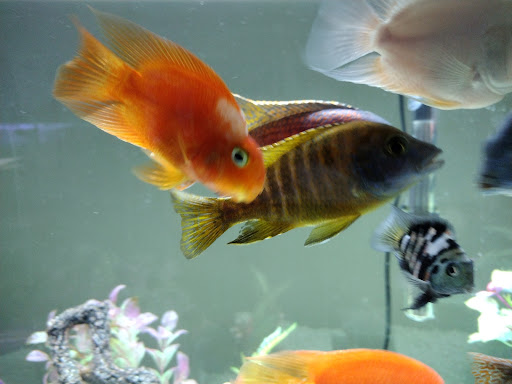 Tropical Fish Store «Azalea Aquariums», reviews and photos, 5112 Richmond Henrico Turnpike A, Richmond, VA 23227, USA